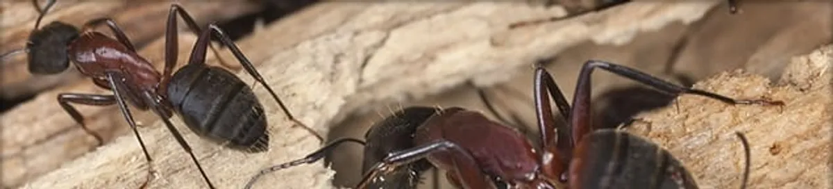 Close-up of ants on wood showing an active ant infestation in Anchorage, AK