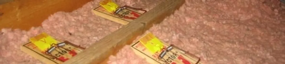 Mouse traps placed in an attic for rodent control in Anchorage, AK