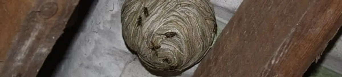 Wasp nest in an attic space, a common home infestation risk in Anchorage, AK