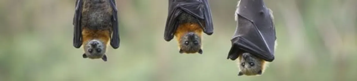 Bats roosting together, a common sign of a bat infestation in Anchorage, AK