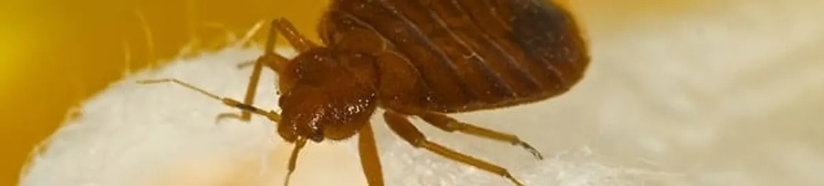 Close-up of a bed bug, a sign of an active infestation in Anchorage, AK