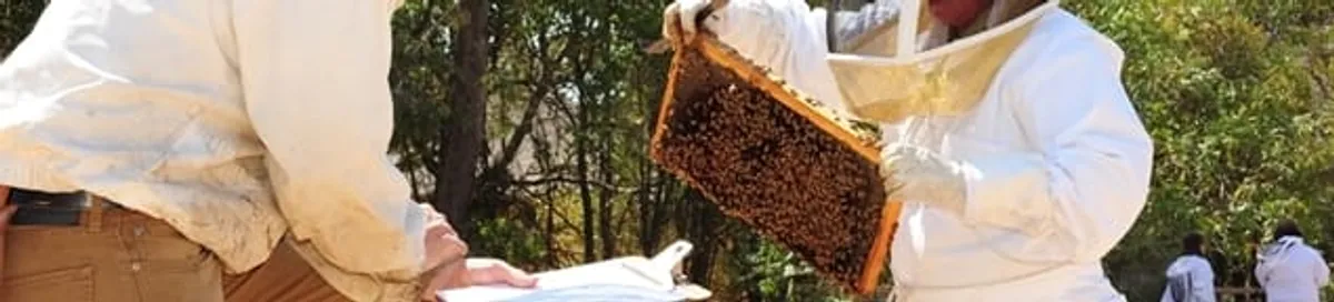 Bee removal specialists relocating a hive and honeycomb safely in Anchorage, AK