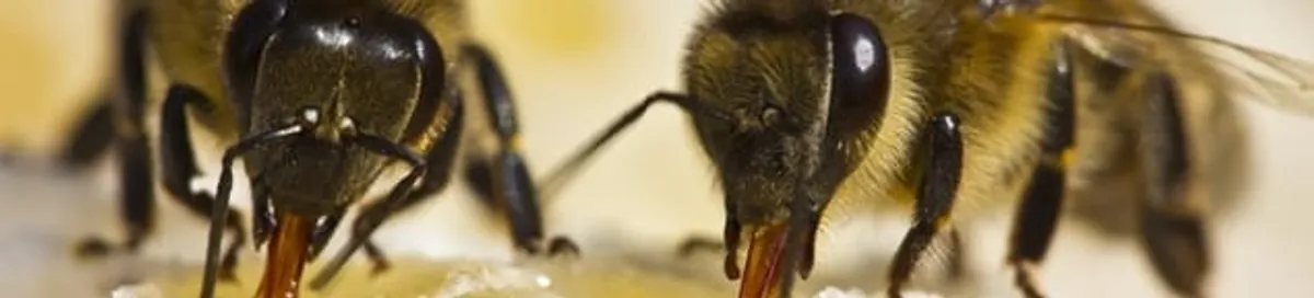 Close-up of honey bees, a sign of a nearby hive in Anchorage, AK