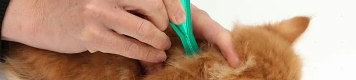 Flea treatment for pets using a flea comb, a sign of flea problems in Anchorage, AK