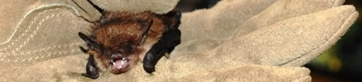 Bat removal specialist holding a bat safely during humane exclusion in Anchorage, AK