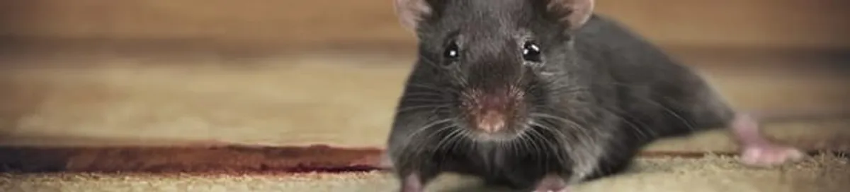 Mouse indoors, a common sign of a rodent infestation in Anchorage, AK