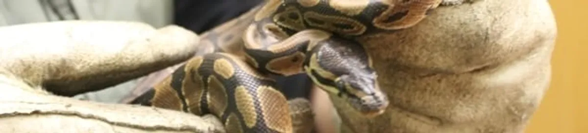 Snake removal specialist safely handling a snake with protective gloves in Anchorage, AK