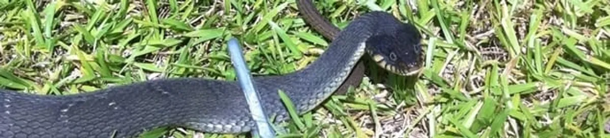 Snake in a yard, a common sign of a snake problem near a home in Anchorage, AK