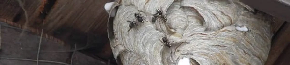 Close-up of a wasp nest with active wasps, a sign of an infestation in Anchorage, AK